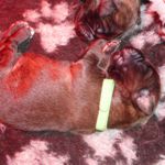 Gr&uuml;nes Halsband, Amelie Magic (1 Woche alt)